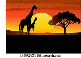 Safari Africa sunset Safari Africa sunset