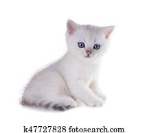 Green Eyed Cat Of Breed British Shorthair Color Black Silver