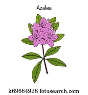 Azalea Rhododendron obtusum , ornamental and medicinal plant Azalea Rhododendron obtusum , ornamental and medicinal plant