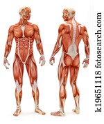 Male musculoskeletal system Male musculoskeletal system