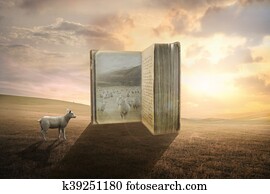 sheep sheep