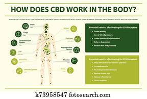 איך, עושה, cbd, עבודה, ב, ה, גוף, אופקי, infographic
