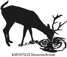 Deer drinks water Deer drinks water
