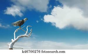 Eagle flying Eagle flying