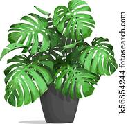 monstera, in, a, topf monstera, in, a, topf