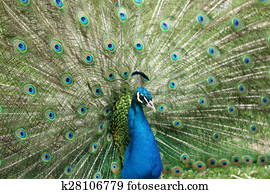 Peacock Peacock