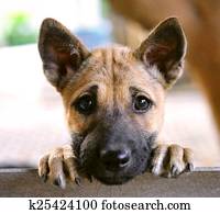 puppy dog puppy dog