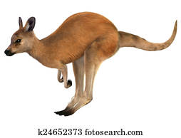 Red Kangaroo Red Kangaroo