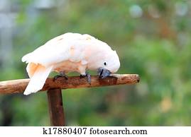 Salmon-crested cockatoo