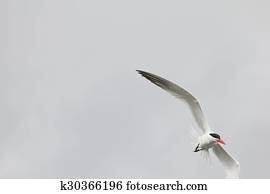 tern