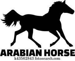 Clipart of , animal, arabian head, breed, horse, u17773631 - Search ...