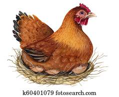 Hen. Watercolor Illustration. Hen. Watercolor Illustration.