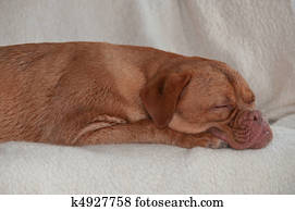 Dog Sleeping after Studying Stock Image | k2341962 ...