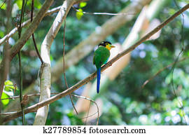 colorful bird long tailed broadbill on tree branch