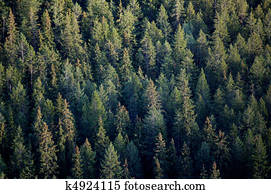 Forest tree tops