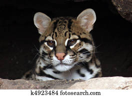 Ocelot Ocelot