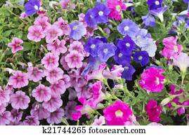 Petunia Petunia