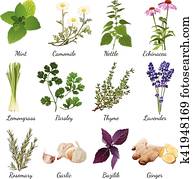 Spices And Meadow Flowers Herbal Set Spices And Meadow Flowers Herbal Set