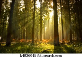 Beautiful Forest