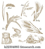 Cereals set. Hand drawn illustration wheat, rye, oats, barley, f Cereals set. Hand drawn illustration wheat, rye, oats, barley, f