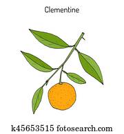 Clementine (Citrus clementina), citrus fruit Clementine (Citrus clementina), citrus fruit