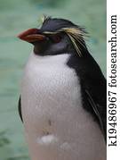 Northern Rockhopper Penguin - Eudyptes moseleyi
