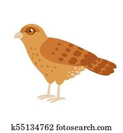 Tiuque, Chimango Caracara