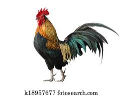 תאילנד, זכר, עוף, תרנגול, הפרד, בלבן, background,, withclipping, שביל