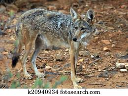 Coyote Coyote