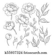 Peony flower and leaves drawing. Vector hand drawn engraved flor Peony flower and leaves drawing. Vector hand drawn engraved flor