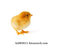 Cute yellow baby chicken