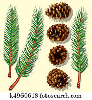 Pine Tree Branches and Cones