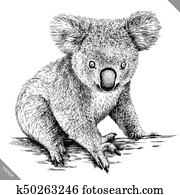 preto branco, gravar, isolado, koala, vetorial, ilustração