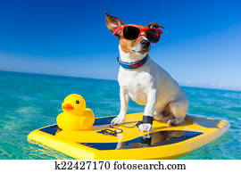 surfing dog surfing dog