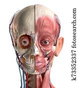 ראש אנושי, עם, skull,, פרצופי, muscles,, עיניים, ו, דם, vessels.