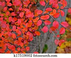 Barberry