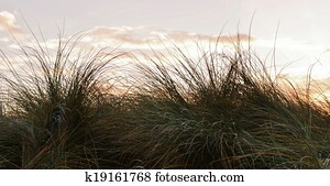 Dune grass