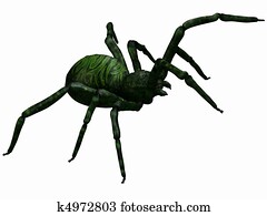 Fantasy Spider Fantasy Spider