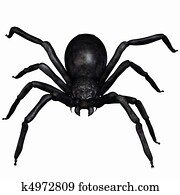 Fantasy Spider Fantasy Spider