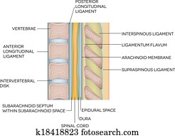 Human vertebral column with description Human vertebral column with description