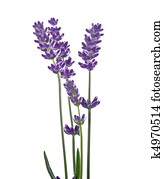 lavender lavender