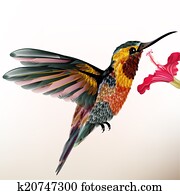 Beautiful colorful hummingbird with flower Beautiful colorful hummingbird with flower