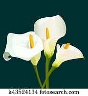 Bouquet of white calla lilies on dark green background Bouquet of white calla lilies on dark green background