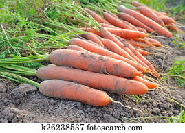 Carrots Carrots
