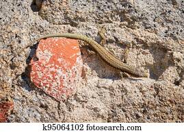 Common wall lizard sunbathing on a rock in the morning