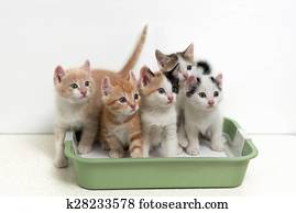 Kittens sitting in cat toilet Kittens sitting in cat toilet