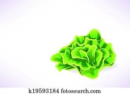 kopfsalat kopfsalat