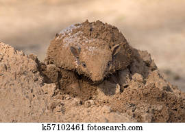 Six-Banded Armadillo (Euphractus sexcinctus) Six-Banded Armadillo (Euphractus sexcinctus)
