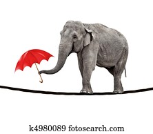 Tightrope walking elephant Tightrope walking elephant