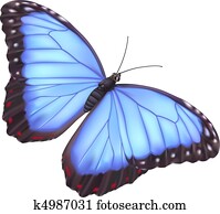 כחול פרפר של מורפו